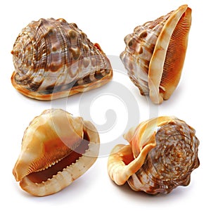 Set of sea shell