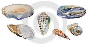 Set of sea shells of Black and tropical seas: open and closed mussels, mya arenaria, Lettered Cone Shell as Conus litteratus,