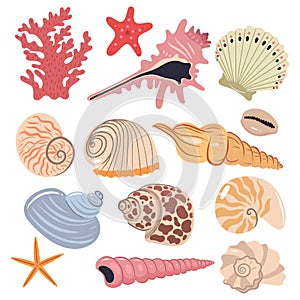 Set of sea shells isolated on a white background. Vector graphics