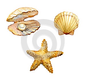 Set of sea shells, starfish, shell with a pearl isolated on white background, watercolor