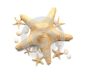 Set of sea shells and starfish on white background