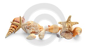 Set of sea shells and starfish on white background