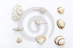 Set of sea shells on white background.