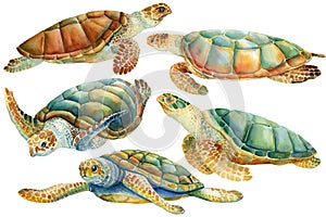 Set of sea turtle on an isolated white background. Watercolor drawing