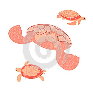 Set of sea turtles isolated on white background