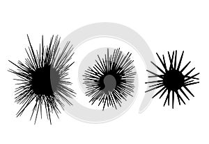 Set of Sea urchin icon in silhouette style, vector