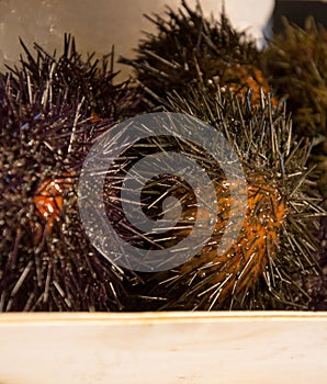 Set of sea urchins or Echinoids