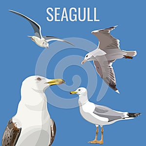 Set of a seagulls