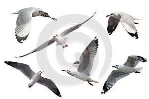 Set of seagulls flying isolated on white background