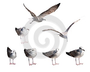 Set of seagulls isolated on white background.