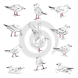 Set of seagulls. Sketch