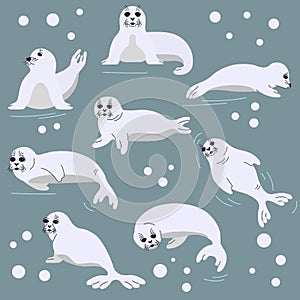 Set of seal pups in different poses. Vector illustration with seal animals and snowaflakes in a flat style. Isolated
