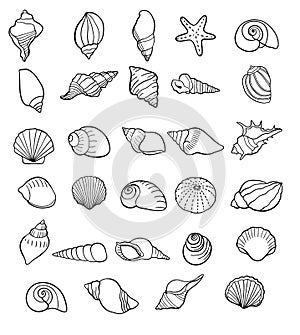 Set of seashells drawing outline symbols. shells collection isolated. vector