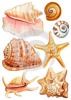 Set seashells, starfish painting watercolor isolated on white background. Summer sea hand drawn illustration print, card