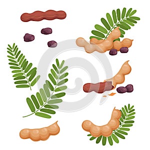 A set of seeds of fruits and leaves of tamarind. Illustration of a fresh, ripe tamarind