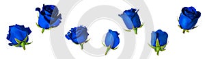 Set of seven beautiful blue rose flowerheads with sepals isolated on white background.