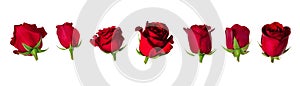 Set of seven beautiful red rose flowerheads with sepals isolated on white background.