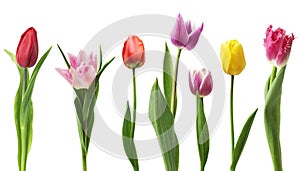 Set of seven different tulip flowers isolated on white background