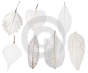 Set of seven light leaf skeleton isolated on white