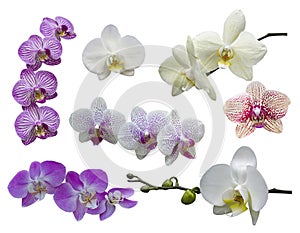 Set of seven orchid flowers isolated on white background