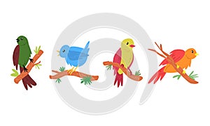 set of several cartoon birds with different colors, poses, types perched on a tree branch. cartoon flat vector illustration.