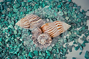 A set of several different shells on a green stones