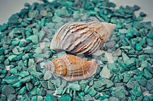 A set of several different shells on a green stones