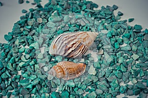 A set of several different shells on a green stones