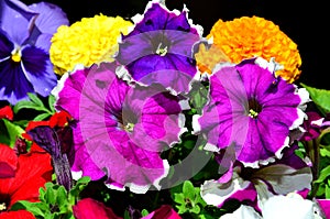 A set of several multi-colored flowers.