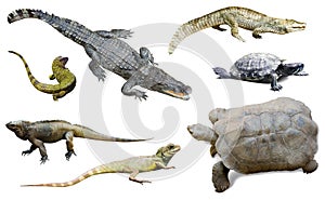 Set of several reptilian