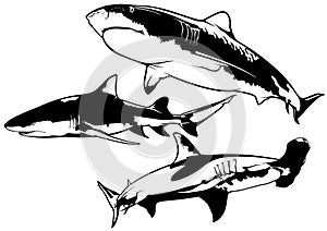 Set of Shark Drawings