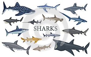 Set shark isolated on white background in flat. Different kind of sharks