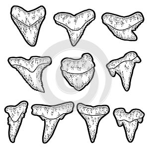 Set, shark teeth. Engraving raster illustration. Sketch scratch