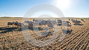 Set of sheep in the foreground with blue sky and on pasture of triwales mowed