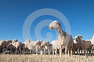 Set of sheep in the foreground with blue sky and on pasture of triwales mowed