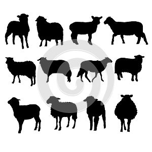 Set of Sheep Silhouette vector Illustration Eps10
