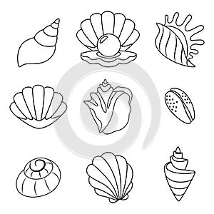 set of shell images in simple linear style, black and white graphics