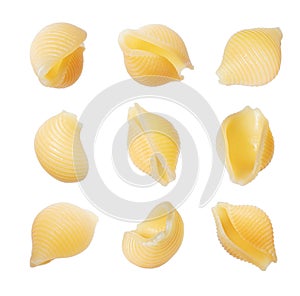 Set of shell pasta close up isolated on a white background. Pasta in the form of shells close-up