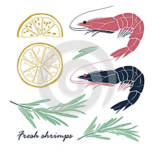 Set of shrimps with lemon and rosemary. Fresh shrimps with spices. Vector illustration isolated on white background