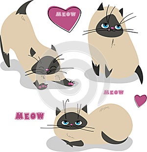 Set with siames kittens