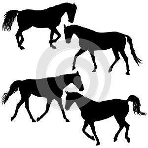 Set silhouette of black mustang horse vector illustration