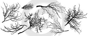 Set of silhouette of branch trees. Vector illustration. Fir tree, chestnut, oak, linden and etc