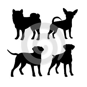 Set of silhouette of breed dog. Isolated black silhouette of boxer, labrador, chihuahua, shiba inu on white background