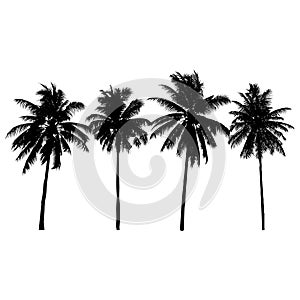 Set of silhouette coconut palm trees, natural sign, vector illustrati photo