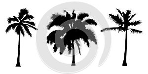 Set of silhouette coconut trees, natural sign, vector illustration