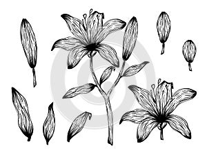 Set of silhouette lily flower, leaves, branch. Decorative line art concept, outline plant. Botanical black and white element. Hand