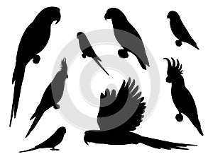 Set of silhouette parrots