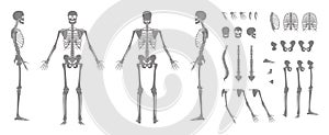 Set of Silhouette Skeleton Human bones body hands, legs, chests, heads vertebra pelvis, Thighs front back side view Flat