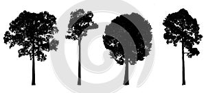 Set Silhouette of trees.