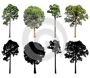 Set Silhouette of trees.